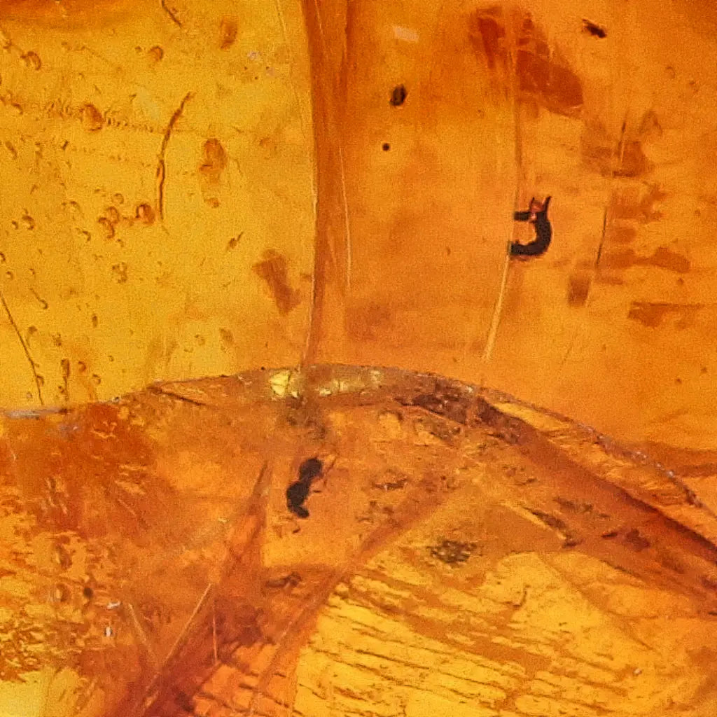 Get your Dominican Amber Fossil with Perfect Insect Inclusion online now or in store at Forever Gems in Franschhoek, South Africa