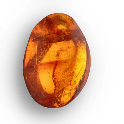 Get your Dominican Amber Fossil with Perfect Insect Inclusion online now or in store at Forever Gems in Franschhoek, South Africa