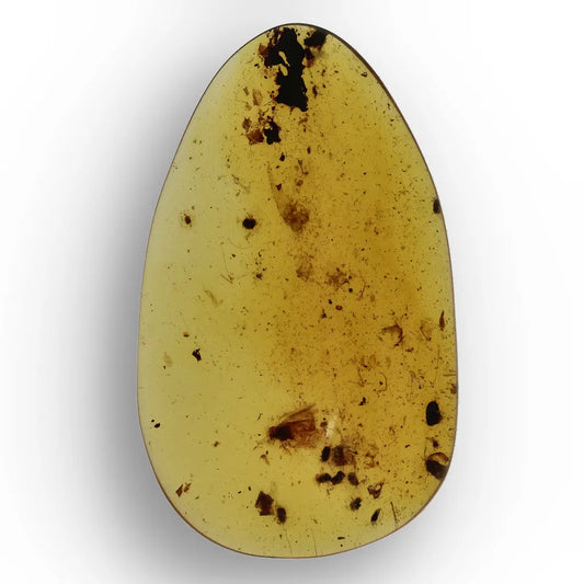 Get your Myanmar Amber with Insect Inclusion – Natural Fossil Specimen online now or in store at Forever Gems in Franschhoek, South Africa