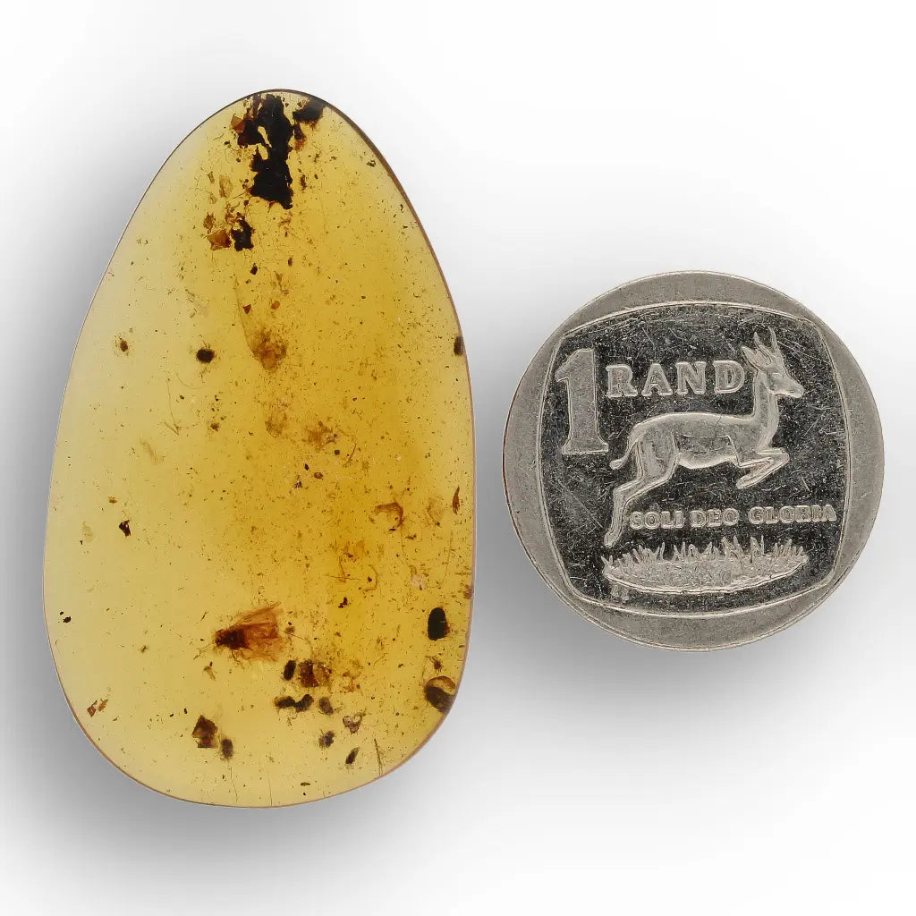 Get your Myanmar Amber with Insect Inclusion – Natural Fossil Specimen online now or in store at Forever Gems in Franschhoek, South Africa