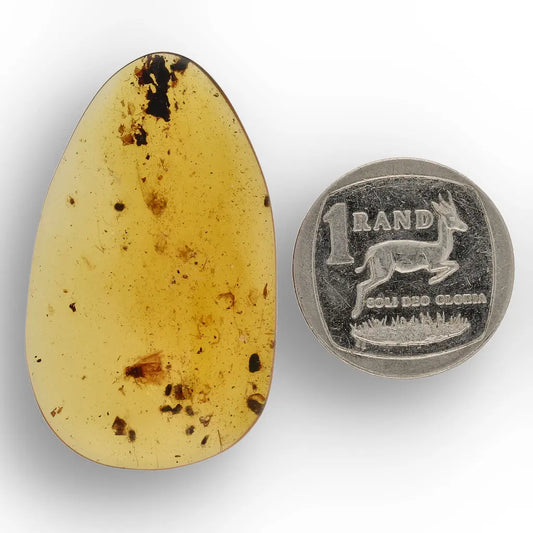 Get your Myanmar Amber with Insect Inclusion – Natural Fossil Specimen online now or in store at Forever Gems in Franschhoek, South Africa