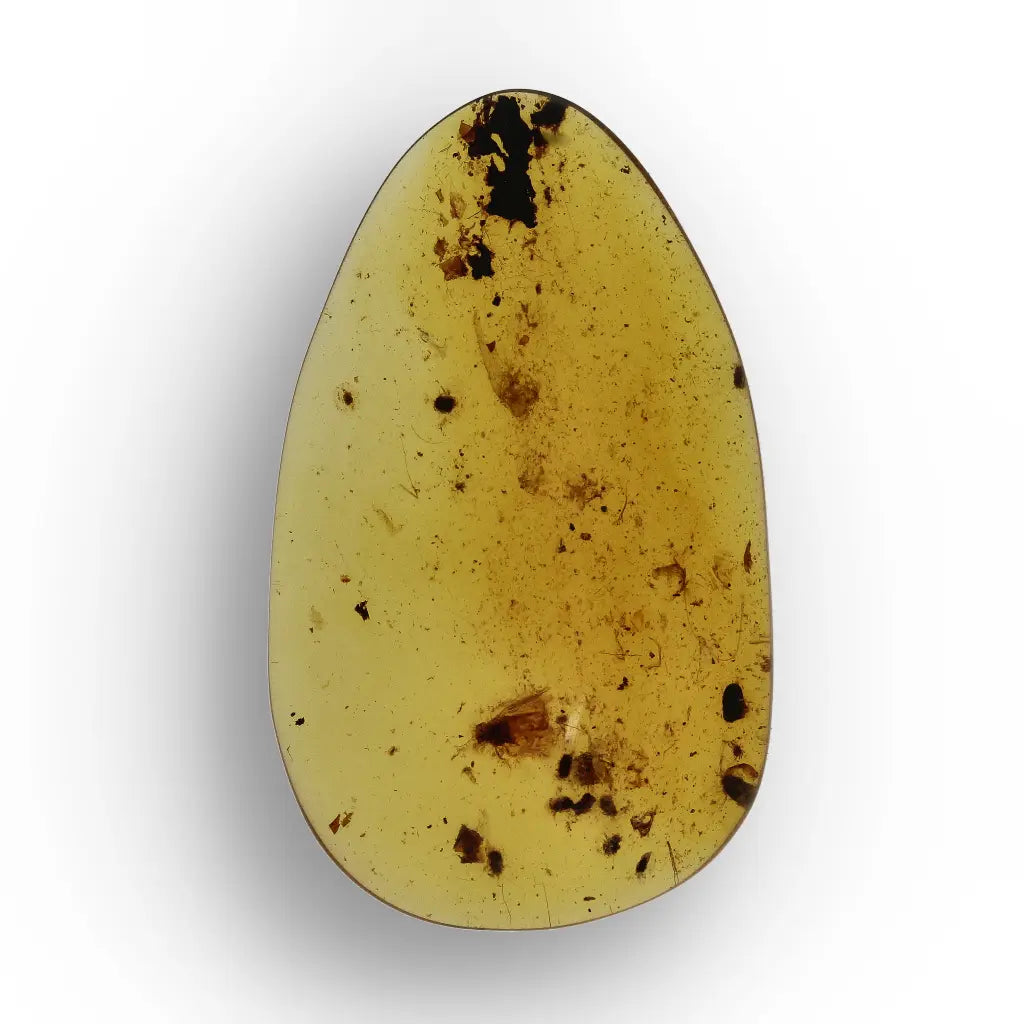 Get your Myanmar Amber with Insect Inclusion – Natural Fossil Specimen online now or in store at Forever Gems in Franschhoek, South Africa