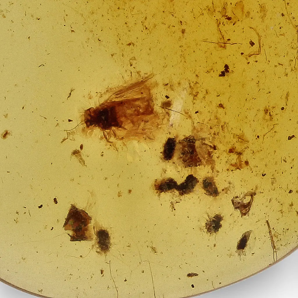 Get your Myanmar Amber with Insect Inclusion – Natural Fossil Specimen online now or in store at Forever Gems in Franschhoek, South Africa