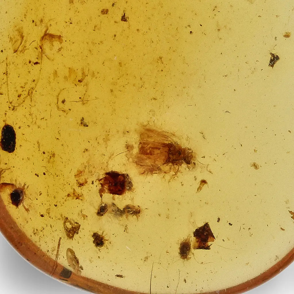 Get your Myanmar Amber with Insect Inclusion – Natural Fossil Specimen online now or in store at Forever Gems in Franschhoek, South Africa