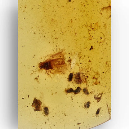 Get your Myanmar Amber with Insect Inclusion – Natural Fossil Specimen online now or in store at Forever Gems in Franschhoek, South Africa