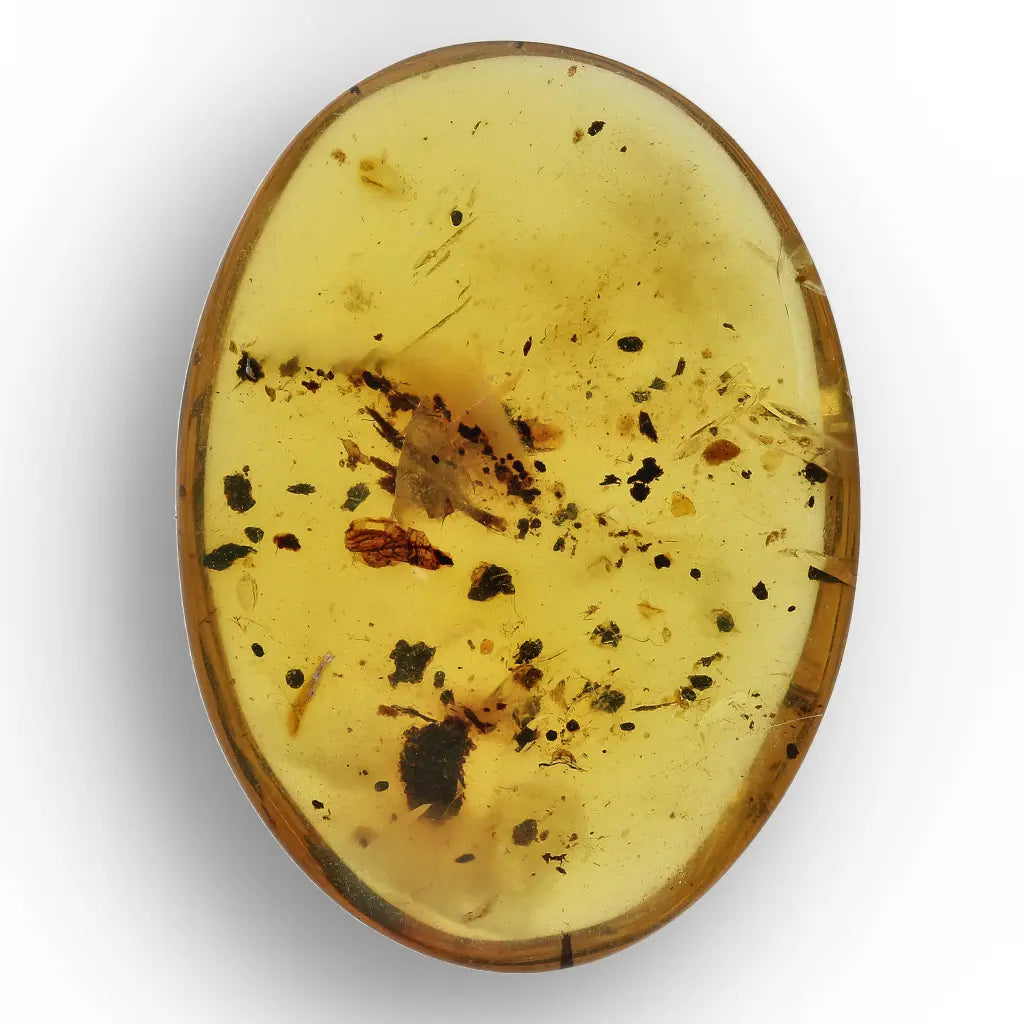 Get your Burmese Amber with Trapped Insect – Genuine Prehistoric Fossil online now or in store at Forever Gems in Franschhoek, South Africa