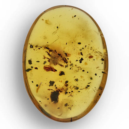 Get your Burmese Amber with Trapped Insect – Genuine Prehistoric Fossil online now or in store at Forever Gems in Franschhoek, South Africa
