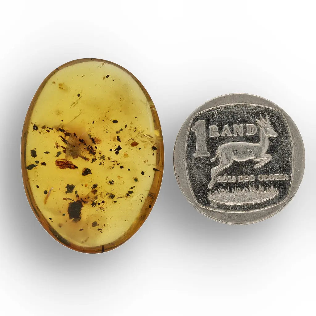 Get your Burmese Amber with Trapped Insect – Genuine Prehistoric Fossil online now or in store at Forever Gems in Franschhoek, South Africa