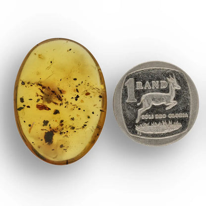 Get your Burmese Amber with Trapped Insect – Genuine Prehistoric Fossil online now or in store at Forever Gems in Franschhoek, South Africa