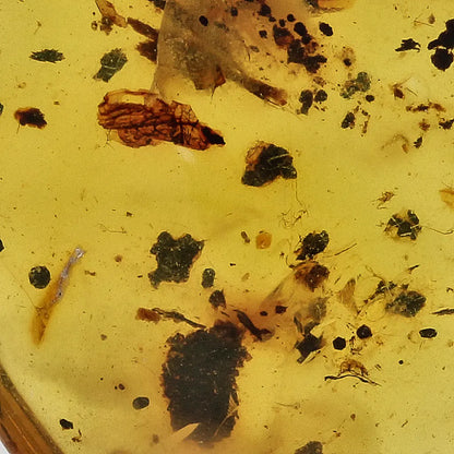 Get your Burmese Amber with Trapped Insect – Genuine Prehistoric Fossil online now or in store at Forever Gems in Franschhoek, South Africa