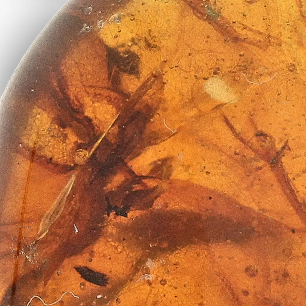 Get your Myanmar Amber Burmite with Abundant Natural Inclusions online now or in store at Forever Gems in Franschhoek, South Africa