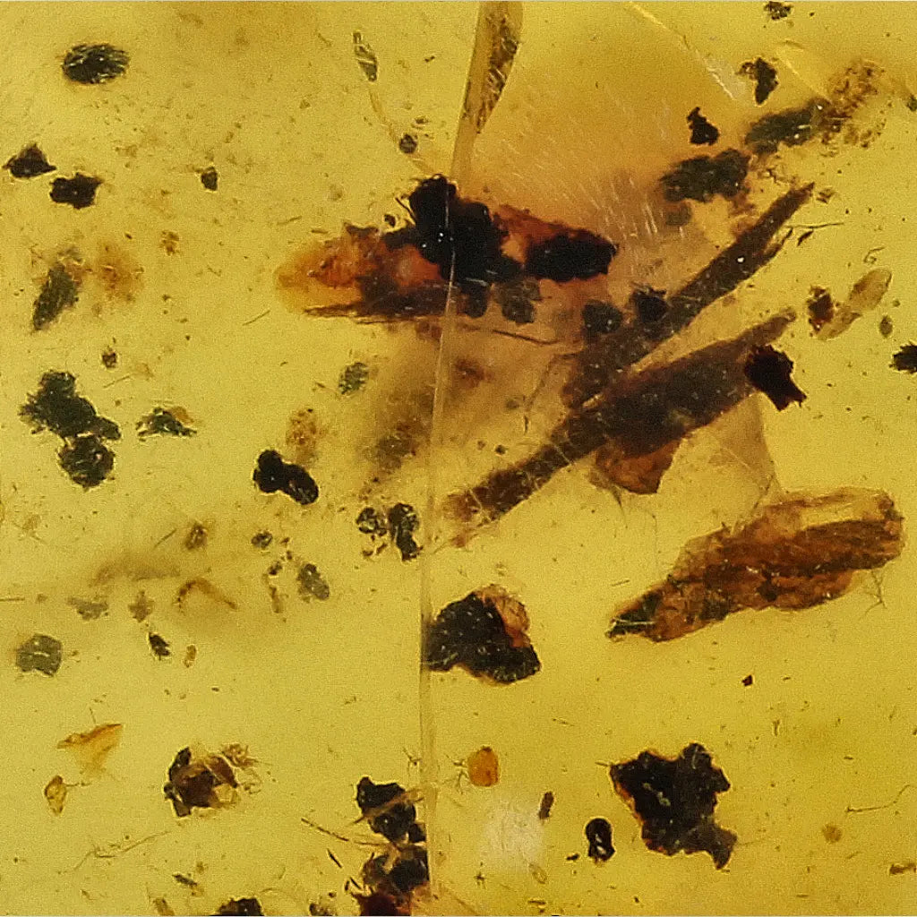 Get your Burmese Amber with Trapped Insect – Genuine Prehistoric Fossil online now or in store at Forever Gems in Franschhoek, South Africa