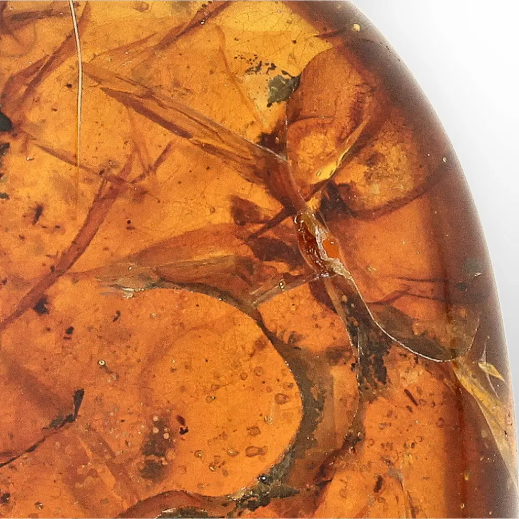Get your Myanmar Amber Burmite with Abundant Natural Inclusions online now or in store at Forever Gems in Franschhoek, South Africa