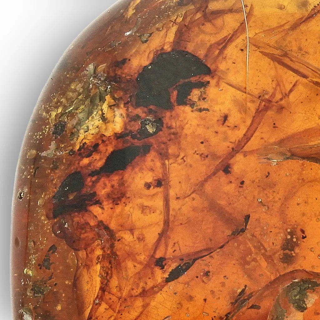 Get your Myanmar Amber Burmite with Abundant Natural Inclusions online now or in store at Forever Gems in Franschhoek, South Africa