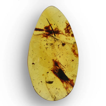 Authentic Myanmar Amber with Multiple Insect Inclusions