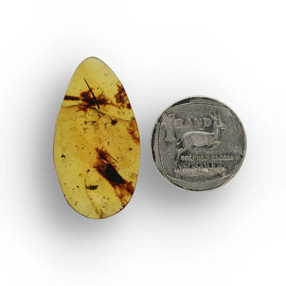 Authentic Myanmar Amber with Multiple Insect Inclusions