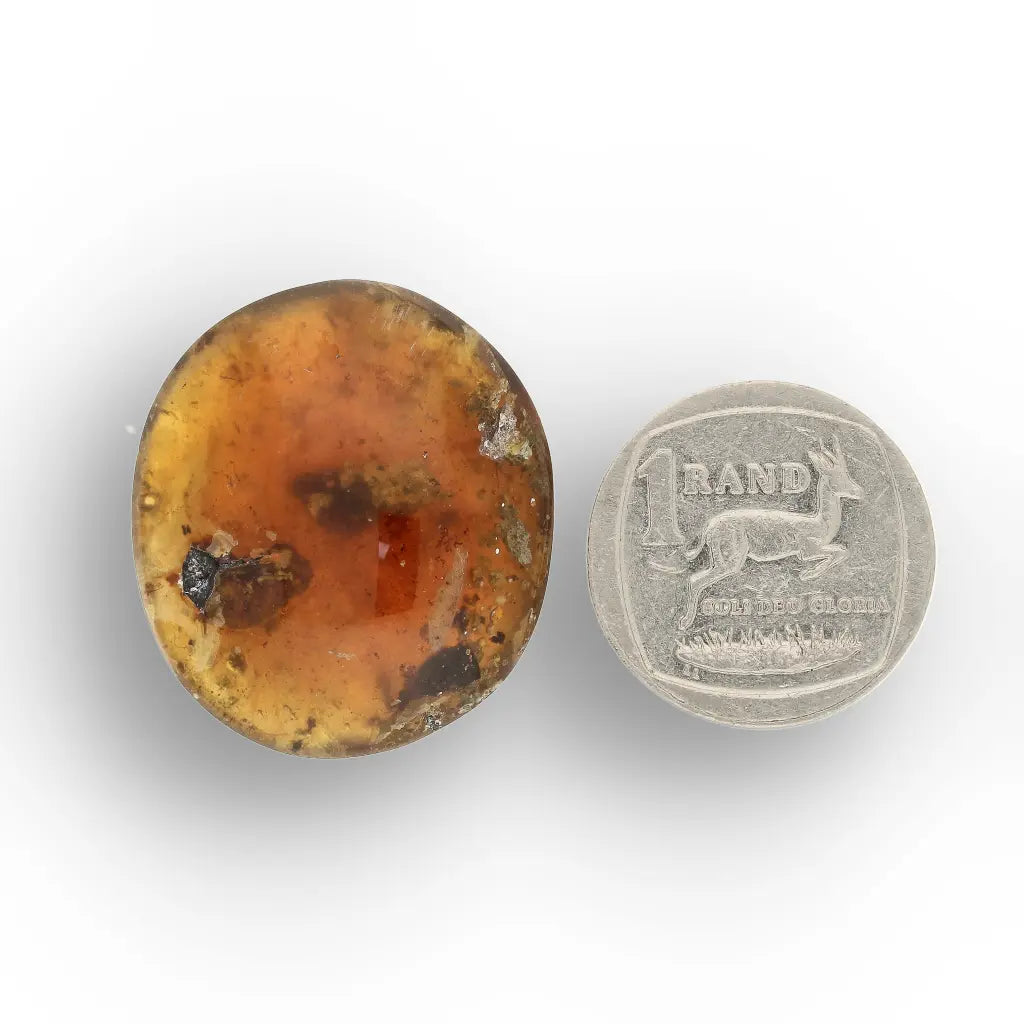 Get your Myanmar Amber Burmite with Prehistoric Insect Inclusions online now or in store at Forever Gems in Franschhoek, South Africa