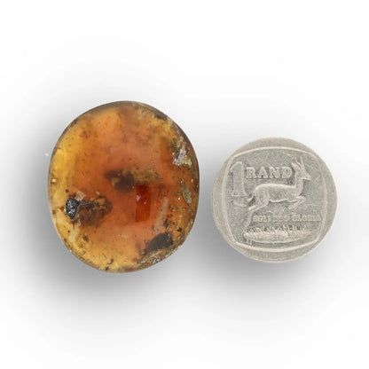 Get your Myanmar Amber Burmite with Prehistoric Insect Inclusions online now or in store at Forever Gems in Franschhoek, South Africa