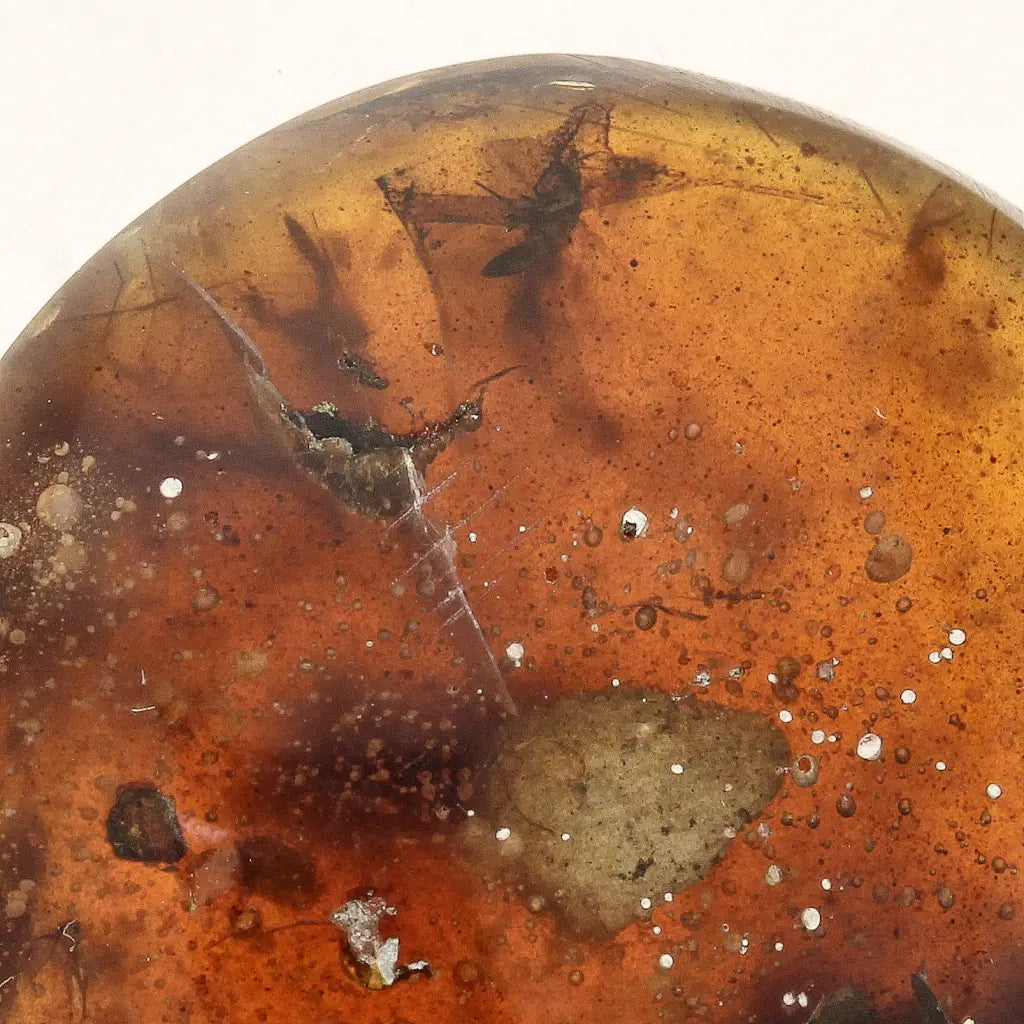Get your Myanmar Amber Burmite with Prehistoric Insect Inclusions online now or in store at Forever Gems in Franschhoek, South Africa