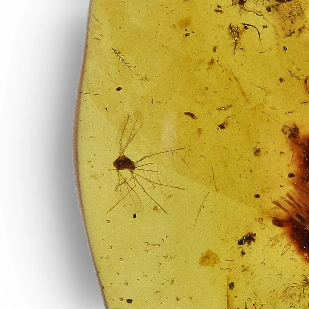 Authentic Myanmar Amber with Multiple Insect Inclusions