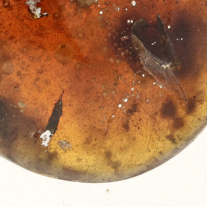 Get your Myanmar Amber Burmite with Prehistoric Insect Inclusions online now or in store at Forever Gems in Franschhoek, South Africa
