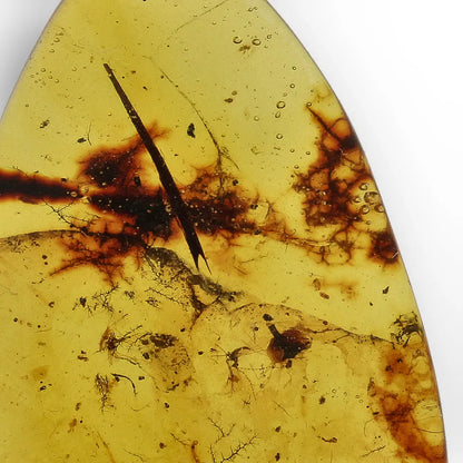 Authentic Myanmar Amber with Multiple Insect Inclusions