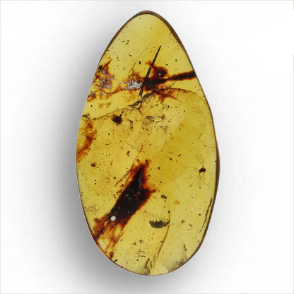 Authentic Myanmar Amber with Multiple Insect Inclusions