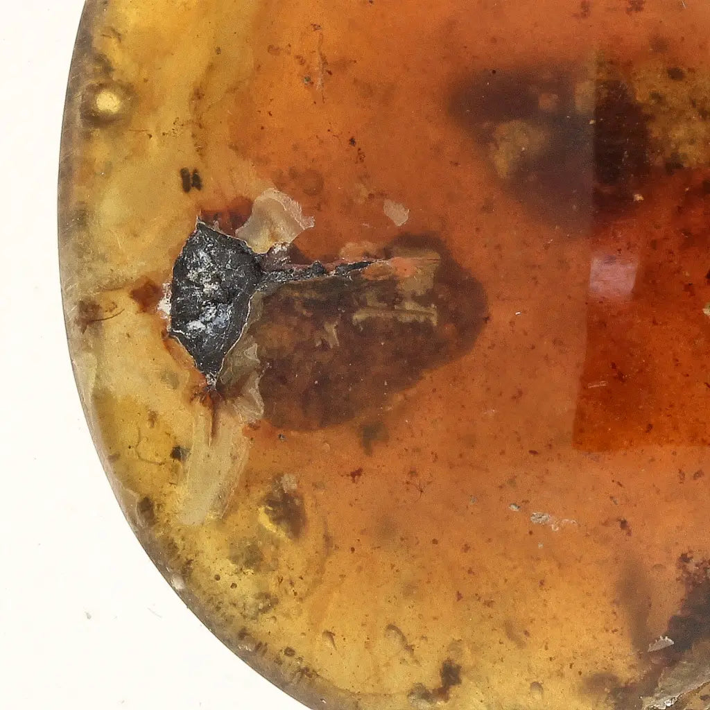 Get your Myanmar Amber Burmite with Prehistoric Insect Inclusions online now or in store at Forever Gems in Franschhoek, South Africa