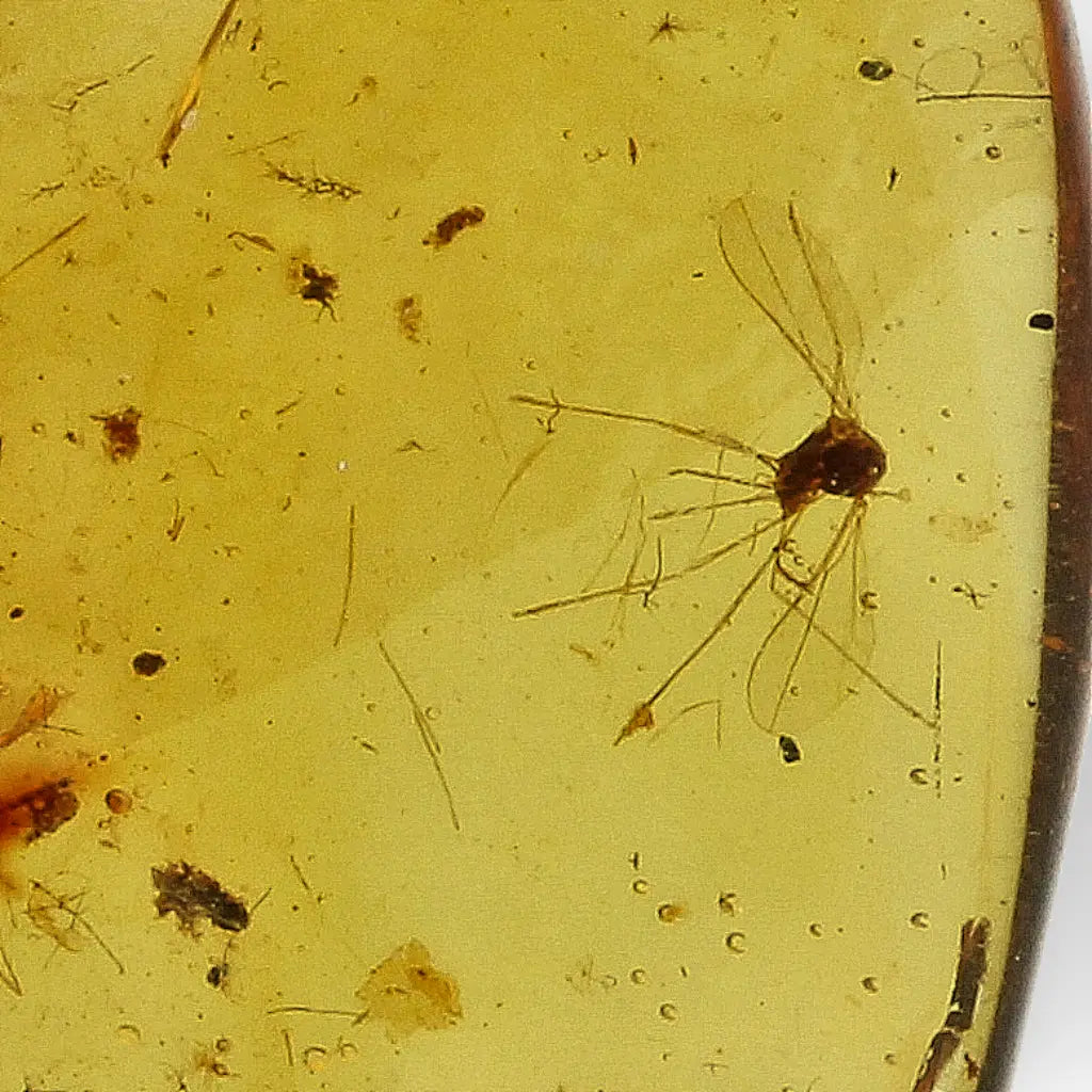 Authentic Myanmar Amber with Multiple Insect Inclusions