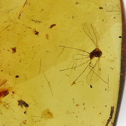 Authentic Myanmar Amber with Multiple Insect Inclusions