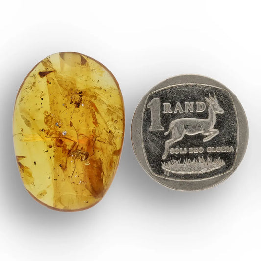 Get your Rare Myanmar Amber Insect Inclusion – Collector’s Piece online now or in store at Forever Gems in Franschhoek, South Africa
