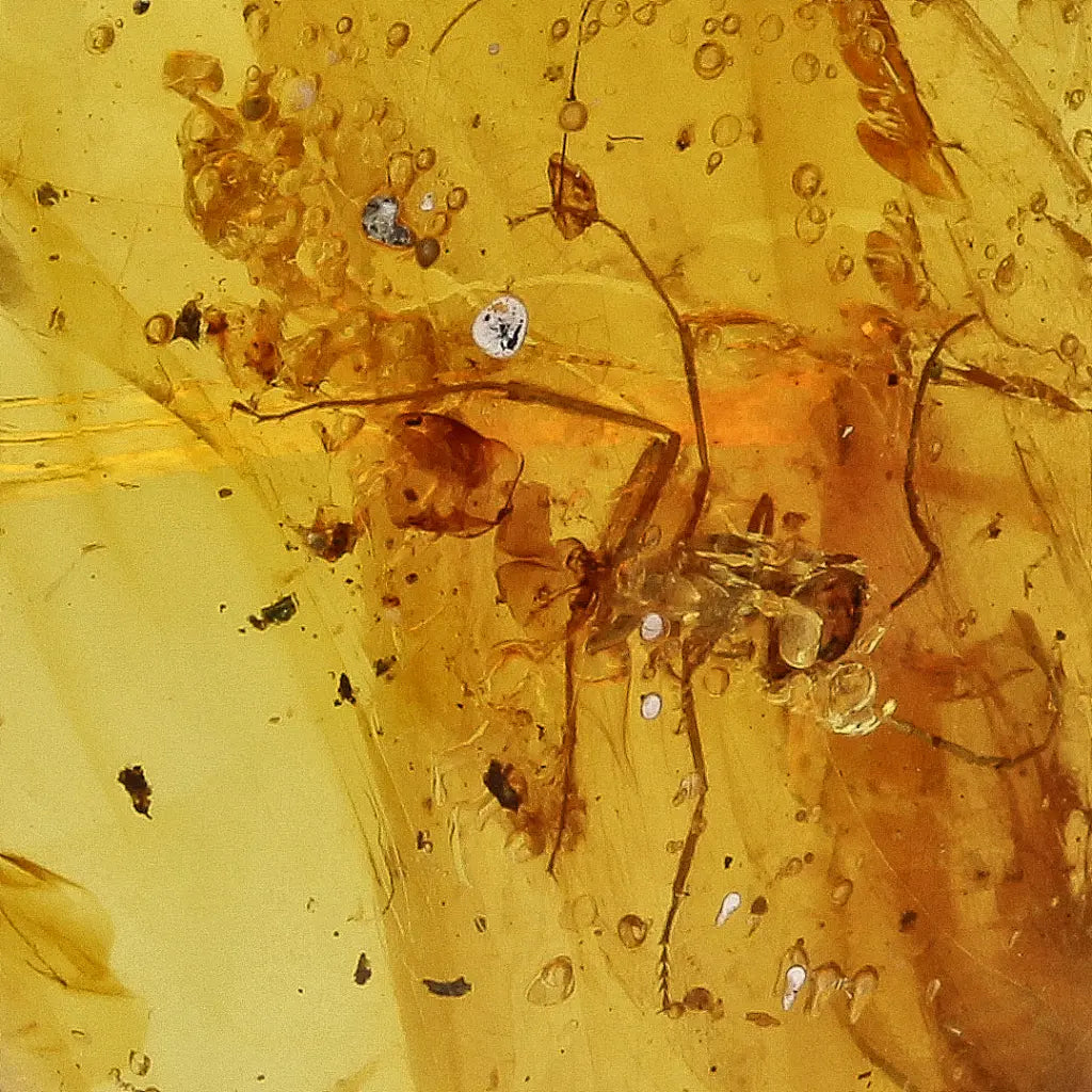 Get your Rare Myanmar Amber Insect Inclusion – Collector’s Piece online now or in store at Forever Gems in Franschhoek, South Africa