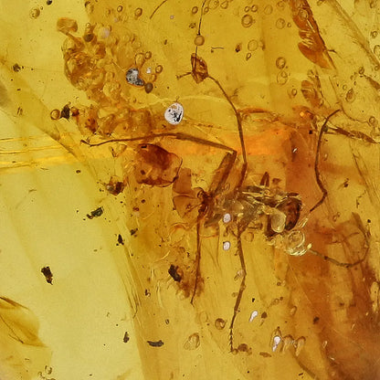 Get your Rare Myanmar Amber Insect Inclusion – Collector’s Piece online now or in store at Forever Gems in Franschhoek, South Africa