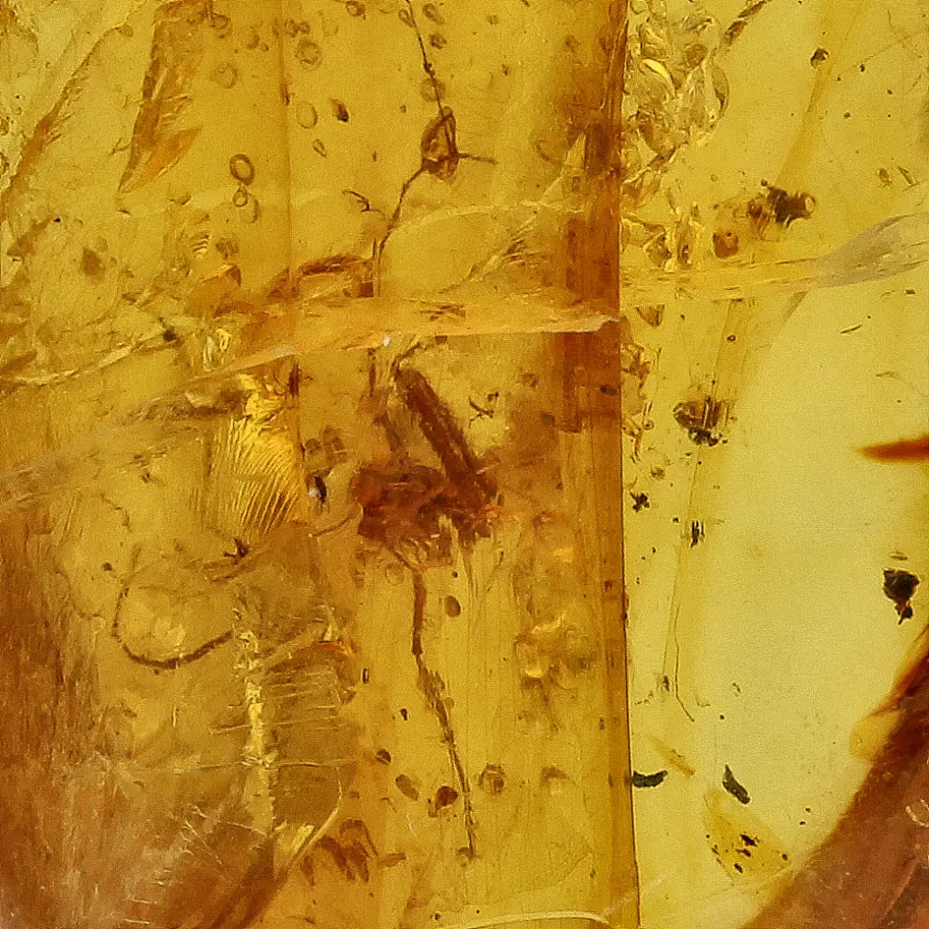 Get your Rare Myanmar Amber Insect Inclusion – Collector’s Piece online now or in store at Forever Gems in Franschhoek, South Africa