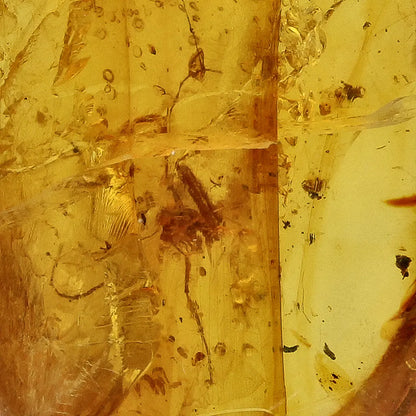 Get your Rare Myanmar Amber Insect Inclusion – Collector’s Piece online now or in store at Forever Gems in Franschhoek, South Africa