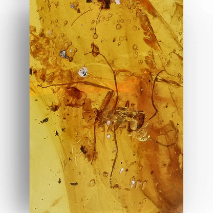 Get your Rare Myanmar Amber Insect Inclusion – Collector’s Piece online now or in store at Forever Gems in Franschhoek, South Africa
