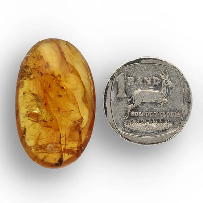 Ancient Myanmar Amber with Exceptional Insect Inclusions