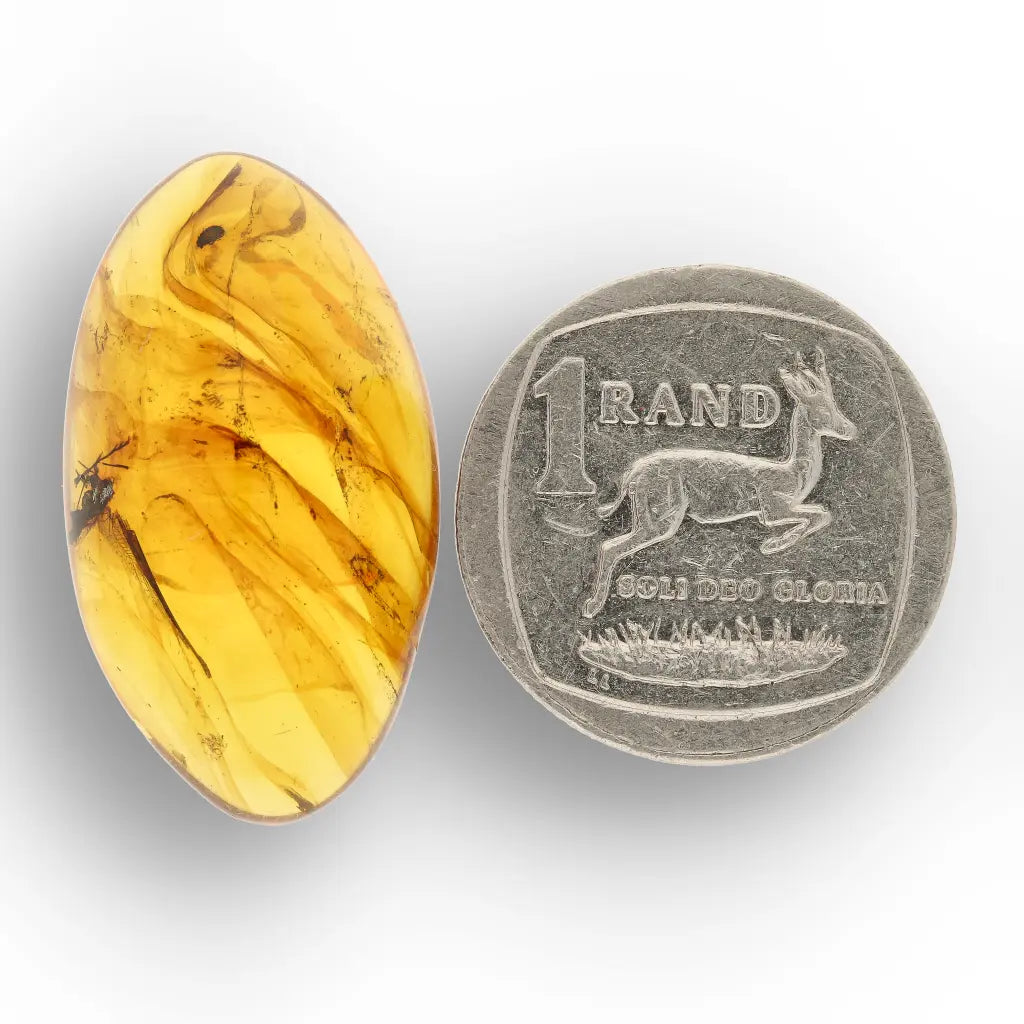 Get your Authentic Myanmar Burma Amber with Insect Inclusions online now or in store at Forever Gems in Franschhoek, South Africa