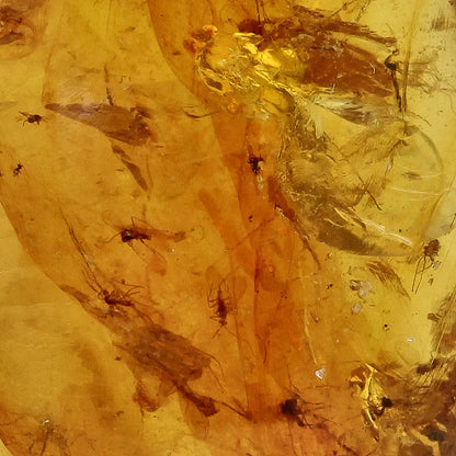 Ancient Myanmar Amber with Exceptional Insect Inclusions