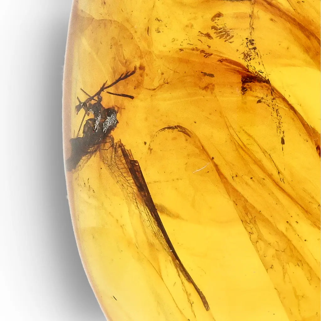 Get your Authentic Myanmar Burma Amber with Insect Inclusions online now or in store at Forever Gems in Franschhoek, South Africa