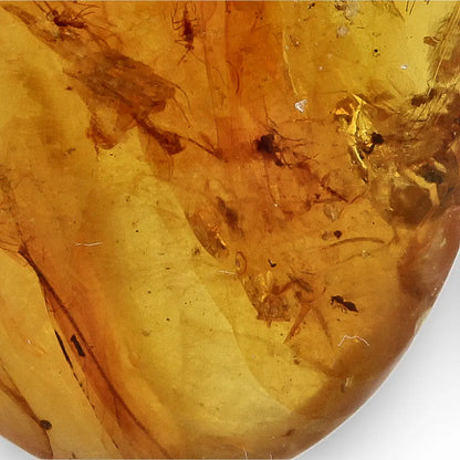 Ancient Myanmar Amber with Exceptional Insect Inclusions
