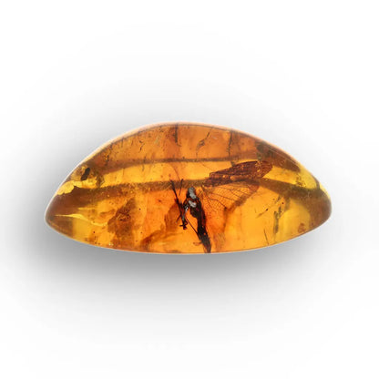 Get your Authentic Myanmar Burma Amber with Insect Inclusions online now or in store at Forever Gems in Franschhoek, South Africa