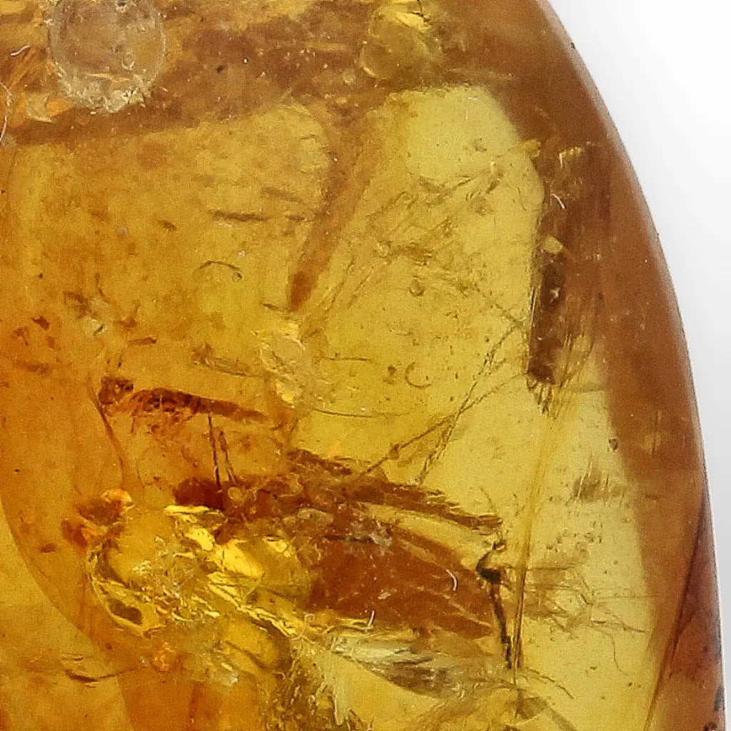 Ancient Myanmar Amber with Exceptional Insect Inclusions