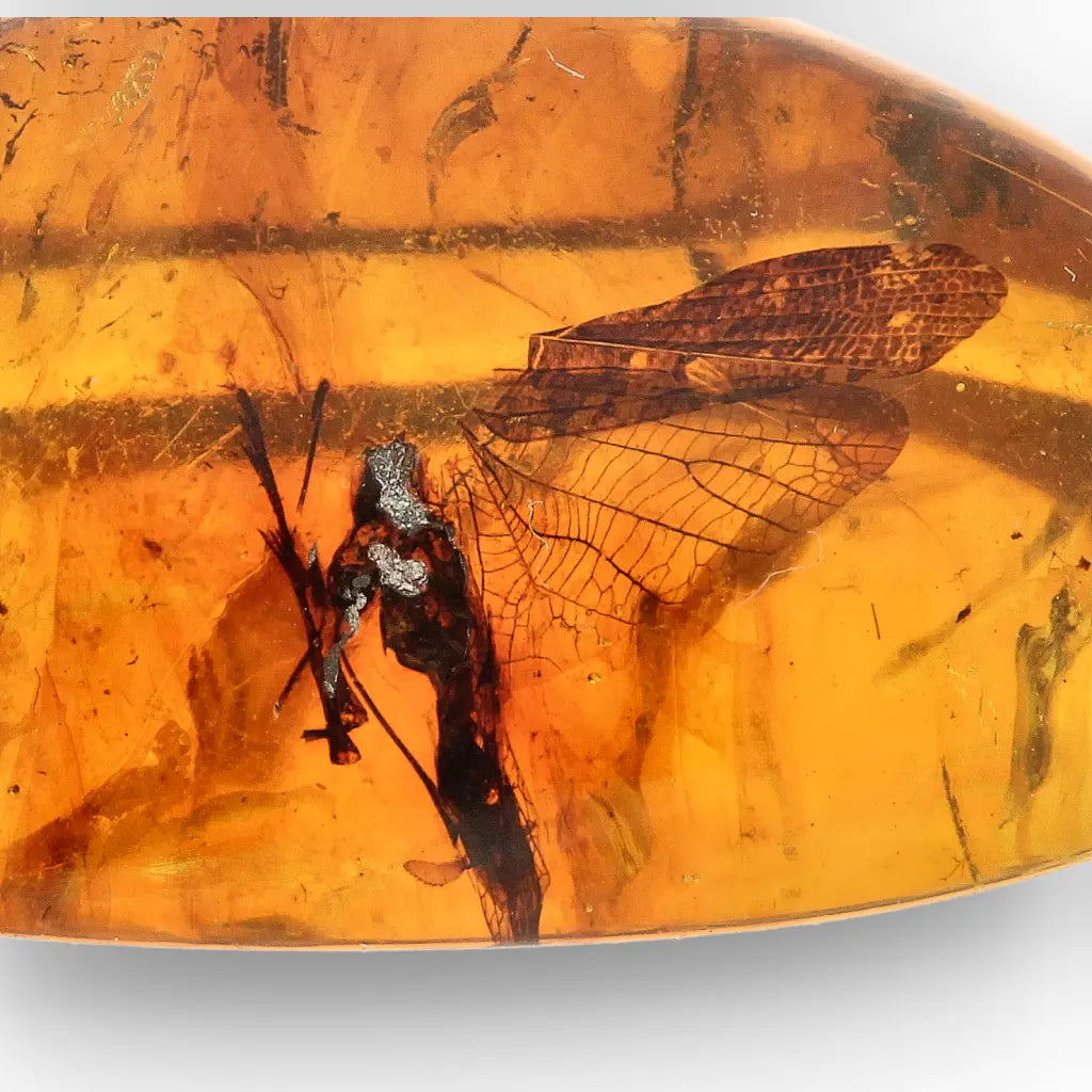 Get your Authentic Myanmar Burma Amber with Insect Inclusions online now or in store at Forever Gems in Franschhoek, South Africa