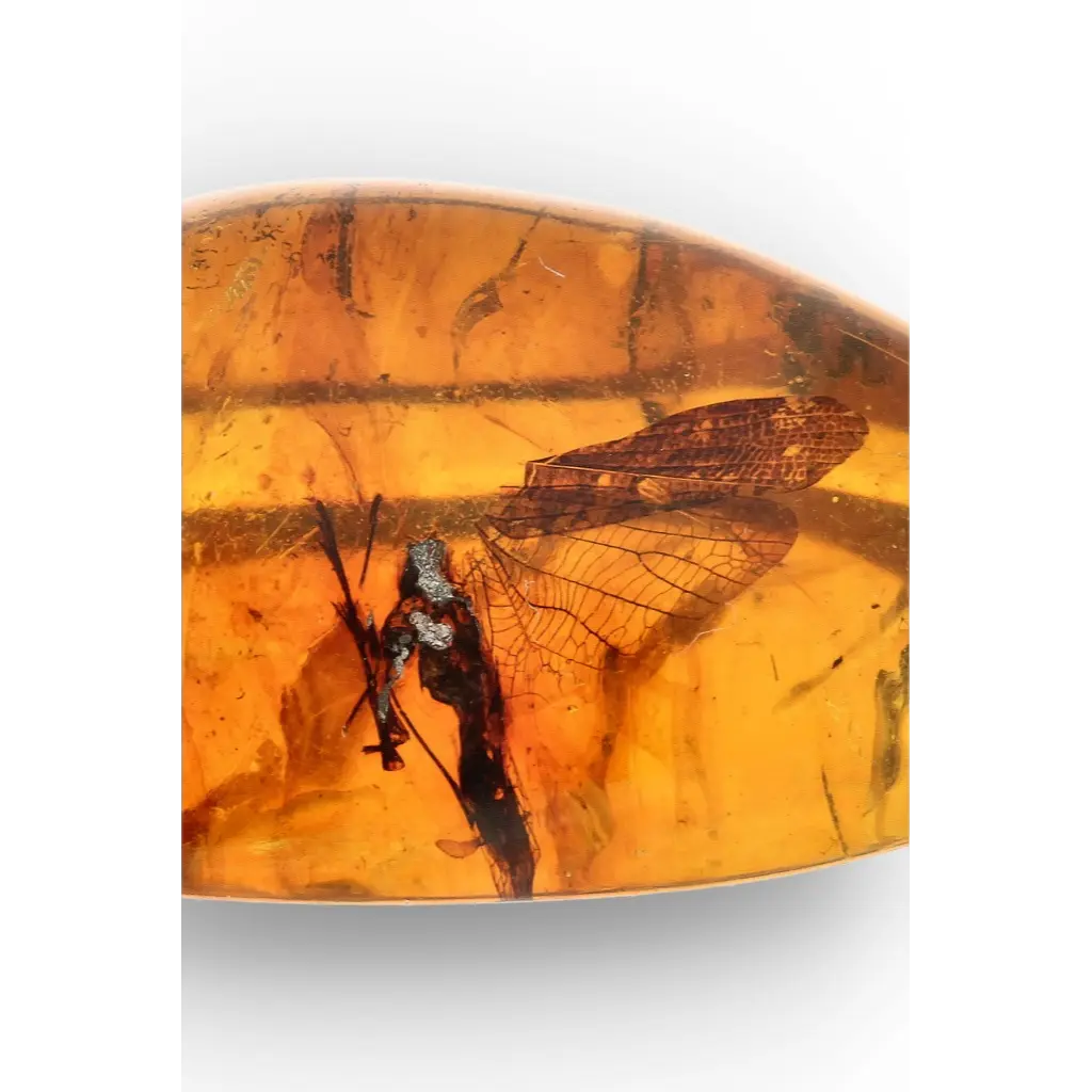 Get your Authentic Myanmar Burma Amber with Insect Inclusions online now or in store at Forever Gems in Franschhoek, South Africa