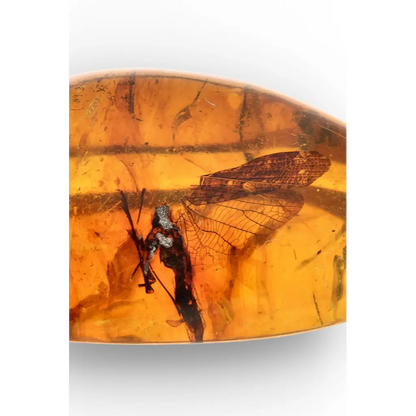 Get your Authentic Myanmar Burma Amber with Insect Inclusions online now or in store at Forever Gems in Franschhoek, South Africa