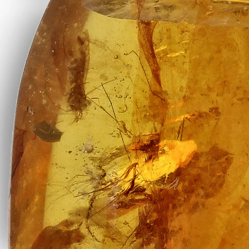 Ancient Myanmar Amber with Exceptional Insect Inclusions