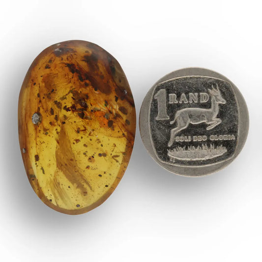 Get your Natural Burma Amber with Ancient Insect Inclusion Fossil online now or in store at Forever Gems in Franschhoek, South Africa