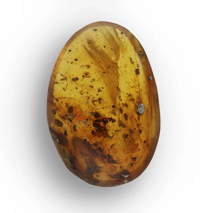 Get your Natural Burma Amber with Ancient Insect Inclusion Fossil online now or in store at Forever Gems in Franschhoek, South Africa