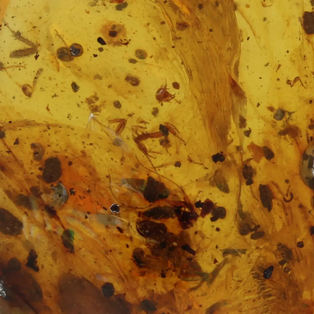 Get your Natural Burma Amber with Ancient Insect Inclusion Fossil online now or in store at Forever Gems in Franschhoek, South Africa